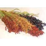 Dried Broom Corn - Decorative Red