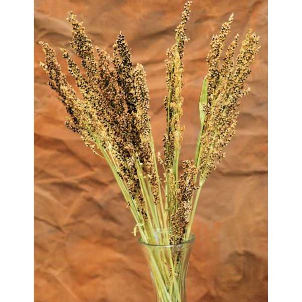 Dried Broom Corn - Decorative Red