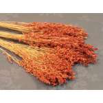 Dried Broom Corn - Decorative Red