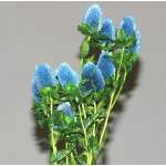 Dried Clover Flowers