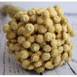 Dried Diamond Button Flowers