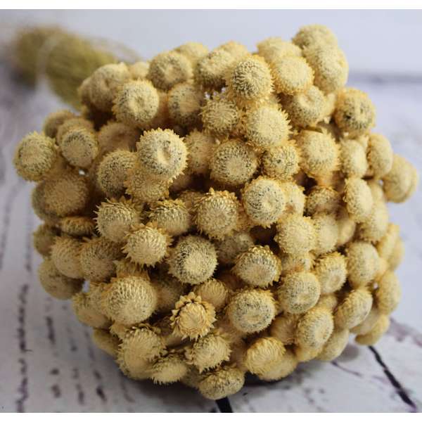 Dried Diamond Button Flowers