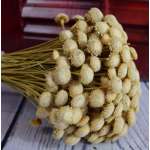 Dried Diamond Button Flowers