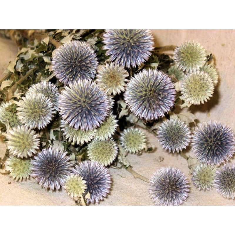 Dried Echinops — Plenty Flowers