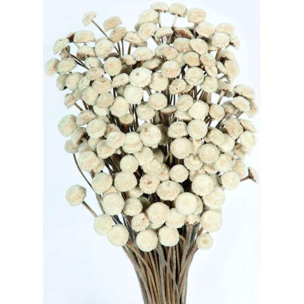 Dried Floral Button Flowers - Natural Color