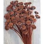 Dried Floral Button Flowers - Colors