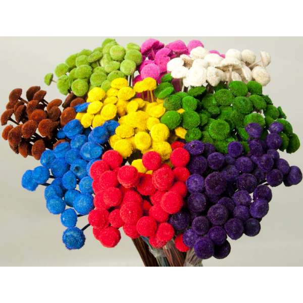 Dried Floral Button Flowers - Colors