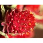 Dried Globe Amaranth - Red