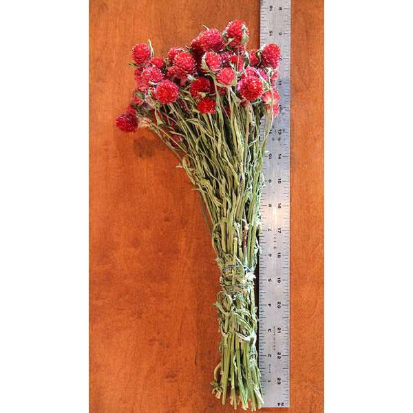 Dried Globe Amaranth - Red