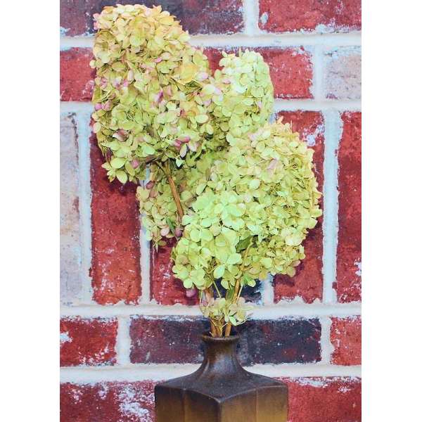 Dried Hydrangea Flower Bunch - Limelight Color