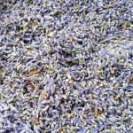 Lavender Buds Surchoix Mix - Surchoix Mix - Bulk Bag