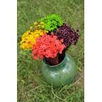 Dried Margarita Flowers