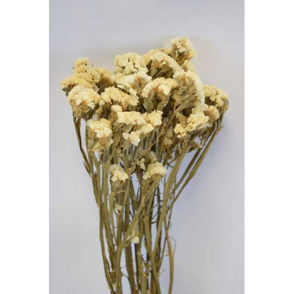 Dried Statice Sinuata Flower Bunch - White