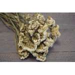 Dried Statice Sinuata Flower Bunch - White