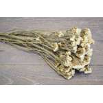 Dried Statice Sinuata Flower Bunch - White