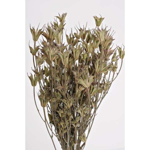 Dried Nigella Orientalis