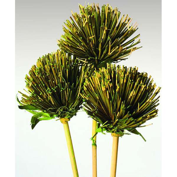 Dried Papyrus Stemmed Flowers