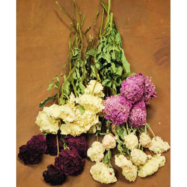 Dried Peonies Flowers Bunch