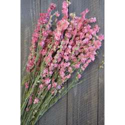 Dried Pink Larkspur Flowers For Sale