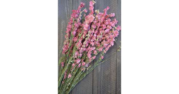 Dried Pink Larkspur Flowers, Dried Pink Delphinium