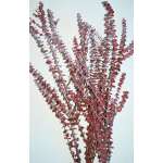 Preserved Eucalyptus Branches for sale - Red
