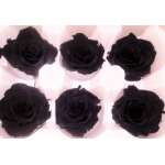 Preserved Roses - 8 per Order - Colors: Green, Blue, Black