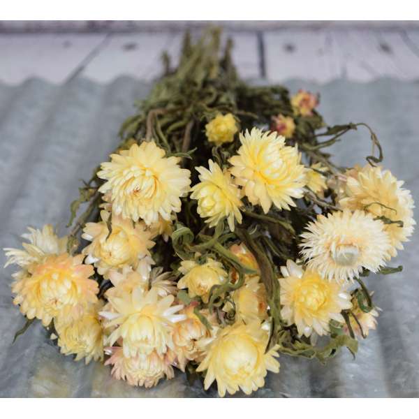 Dried StrawFlowers - Blush -  Straw Flower