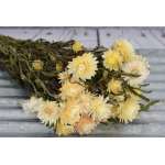 Dried StrawFlowers - Blush -  Straw Flower