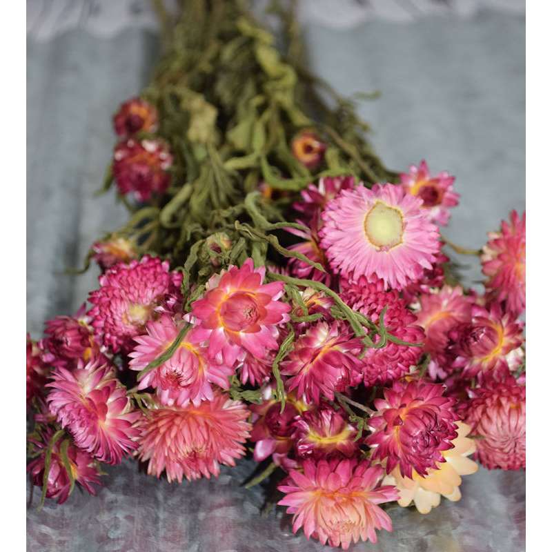 Blush Strawflower Dried Flowers Bouquet
