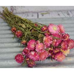 Dried StrawFlowers - Pink - Straw Flower