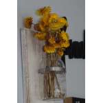 Dried StrawFlowers - Straw Flowers
