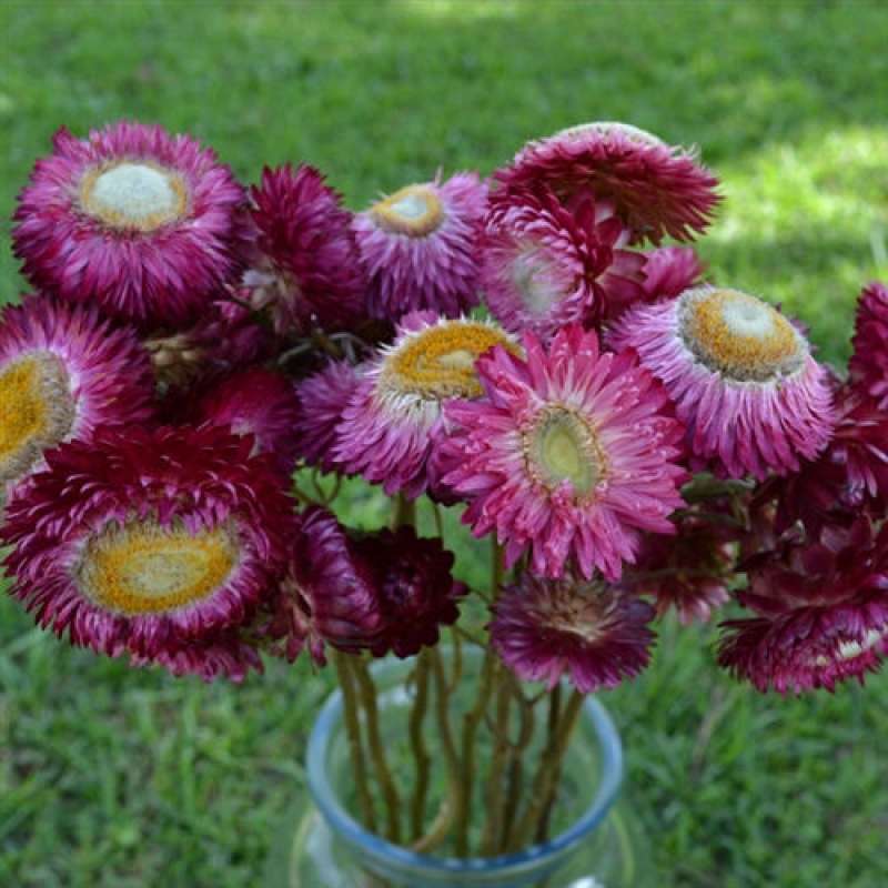 Strawflowers - Dried