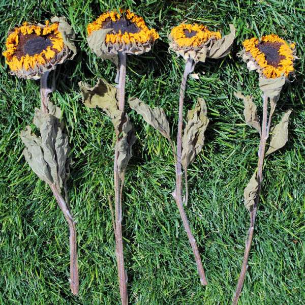 Dried Sunflowers Bunch - Medium