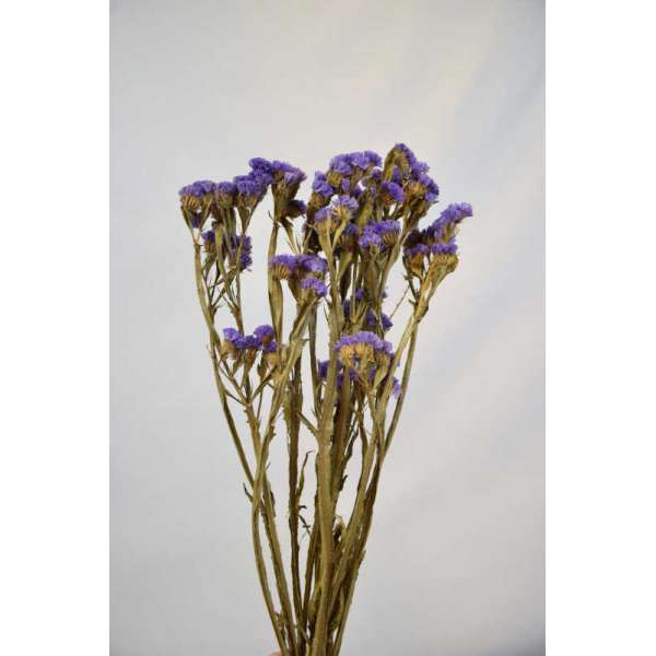 Dried Statice Sinuata Flower Bunch - Lavender