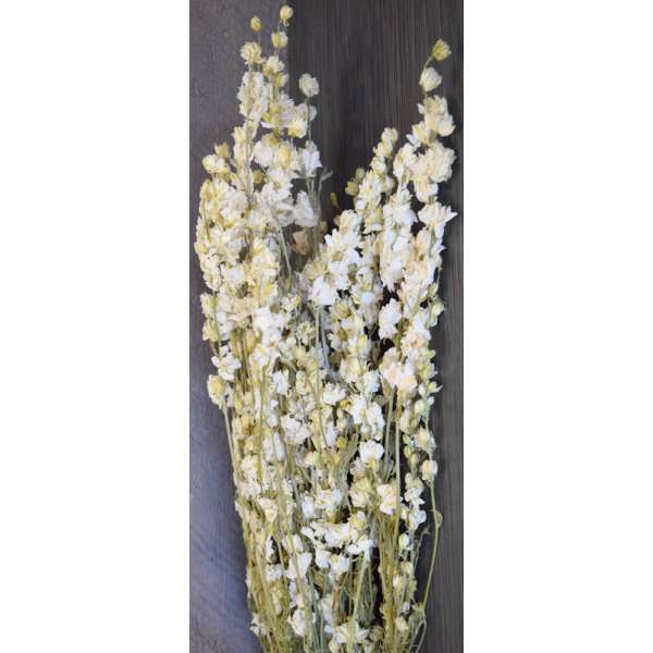 Dried White Larkspur Flowers For Sale