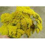 Dried Yarrow Flower Bunches