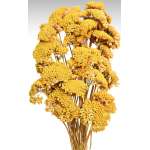 Dried Yarrow Flower Bunches