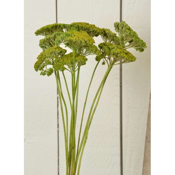 Dyed Yarrow Flower Bunches