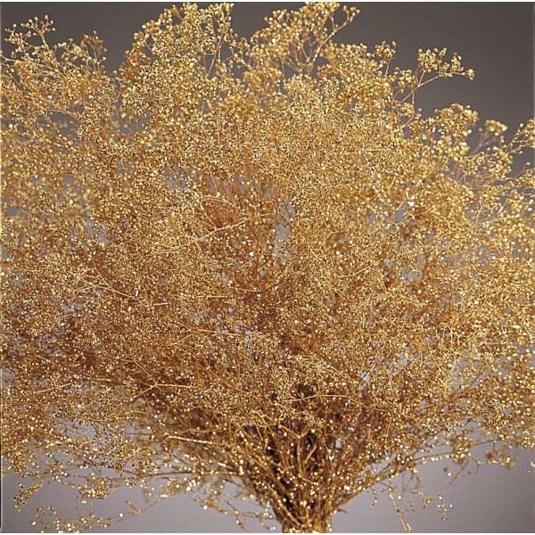 Gold Sparkle Stardust Gypsophila - Baby's Breath - Case Only