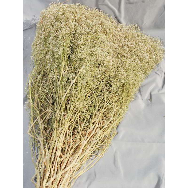 Dried Babys Breath - Dried Gypsophila