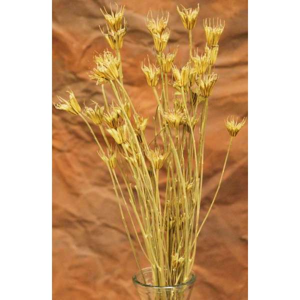 Dried Orientalis Flower Pod Bunch