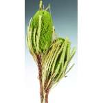 Dried Banksia Hookeriana Flowers with natural leaves