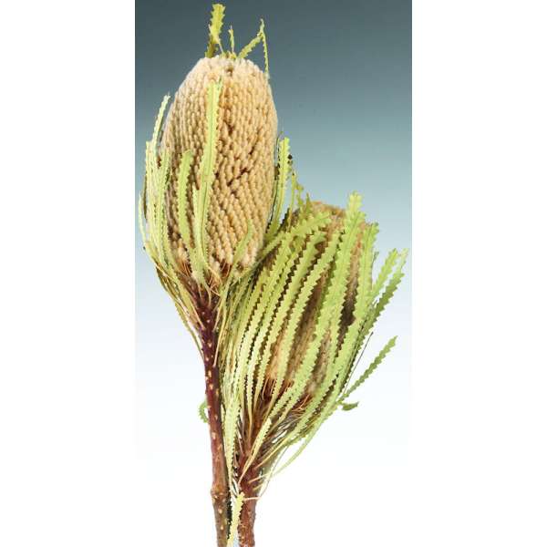 Dried Banksia Hookeriana Flowers with natural leaves