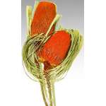 Dried Banksia Hookeriana Flowers with natural leaves