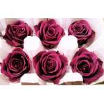 Preserved Roses - 8 per Order - Colors: Purple, Yellow, Orange