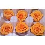 Preserved Roses - 8 per Order - Colors: Purple, Yellow, Orange