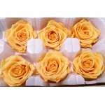 Preserved Roses - 8 per Order - Colors: Purple, Yellow, Orange