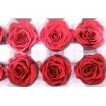 Preserved Roses - 8 per Order - Colors: Red - White