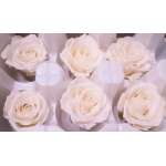 Preserved Roses - 8 per Order - Colors: Red - White