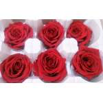 Preserved Roses - 8 per Order - Colors: Red - White